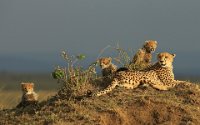 595 - CHEETAH WITH 3 CUBS - DEVINE BOB - united kingdom